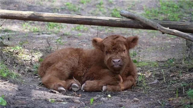В сердце вотчины Деда Мороза в Великом Устюге появился на свет очаровательный телёнок породы Хайленд