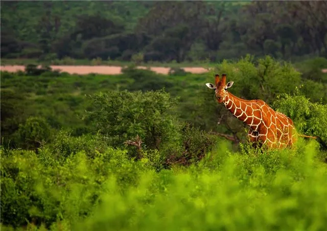 В северной Кении самолет с американскими путешественниками столкнулся с жирафом