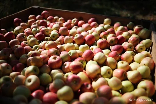 Яблочный сезон радует - Центральная Россия и Поволжье ждут богатый сбор урожая!
