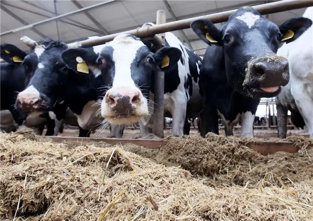 В Махачкале поймали коров, разрушающих молодую растительность в Эльтавском лесу