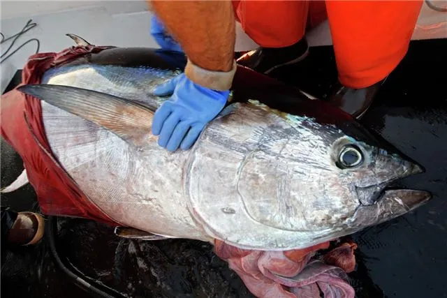 Южнокорейские рыбаки бескорыстно освободили улов стоимостью 144 миллиона рублей