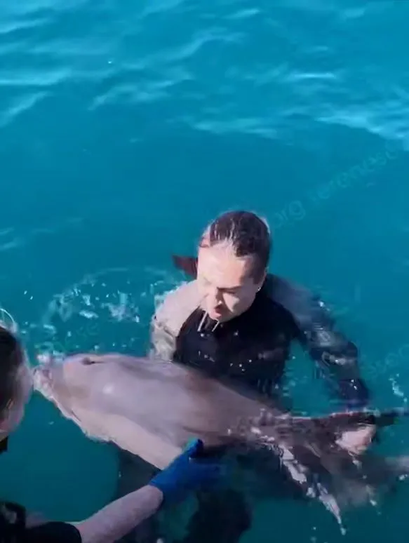 На крымском побережье освободили дельфина-белобочку, попавшего в рыболовные сети