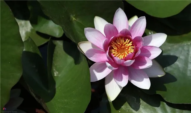 В Приморском крае преждевременно распустились лотосы — максимальное цветение у Артемовской ТЭЦ!