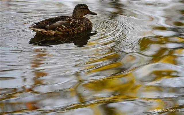 Прогноз от Леуса - в Москву в среду придёт настоящая осень